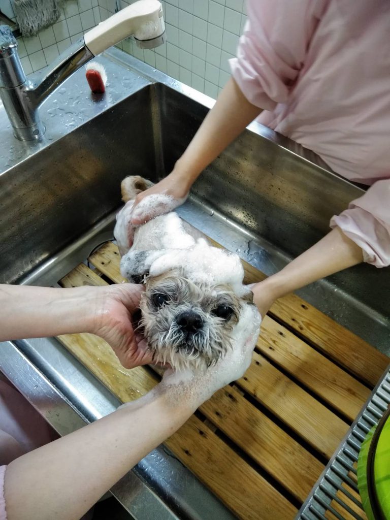 犬のシャンプーのやり方について～シャンプー公開講座します！～ スイミー動物病院 ｜ 兵庫県芦屋市の動物病院